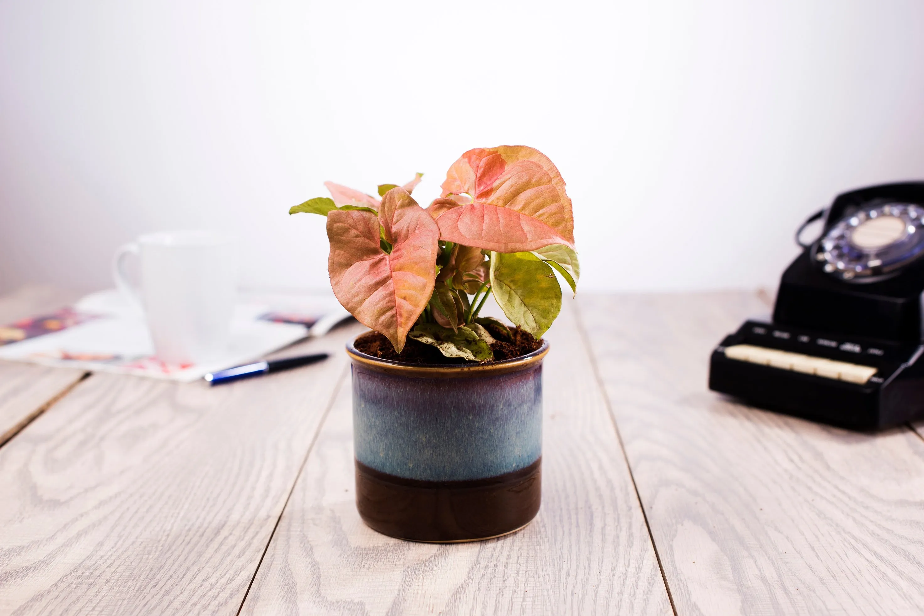 Exotic Green Handglazed Ceramic Studio Pottery (Planter/Pot/Gamla) Without Plant for Home Decor