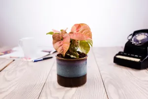 Exotic Green Handglazed Ceramic Studio Pottery (Planter/Pot/Gamla) Without Plant for Home Decor