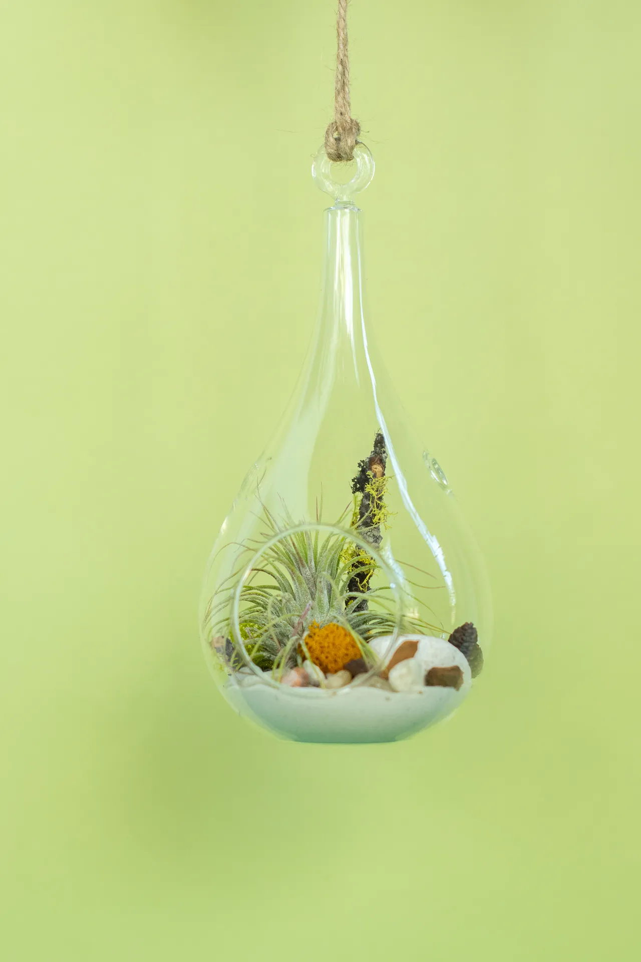 Hanging Teardrop Airplant Terrarium