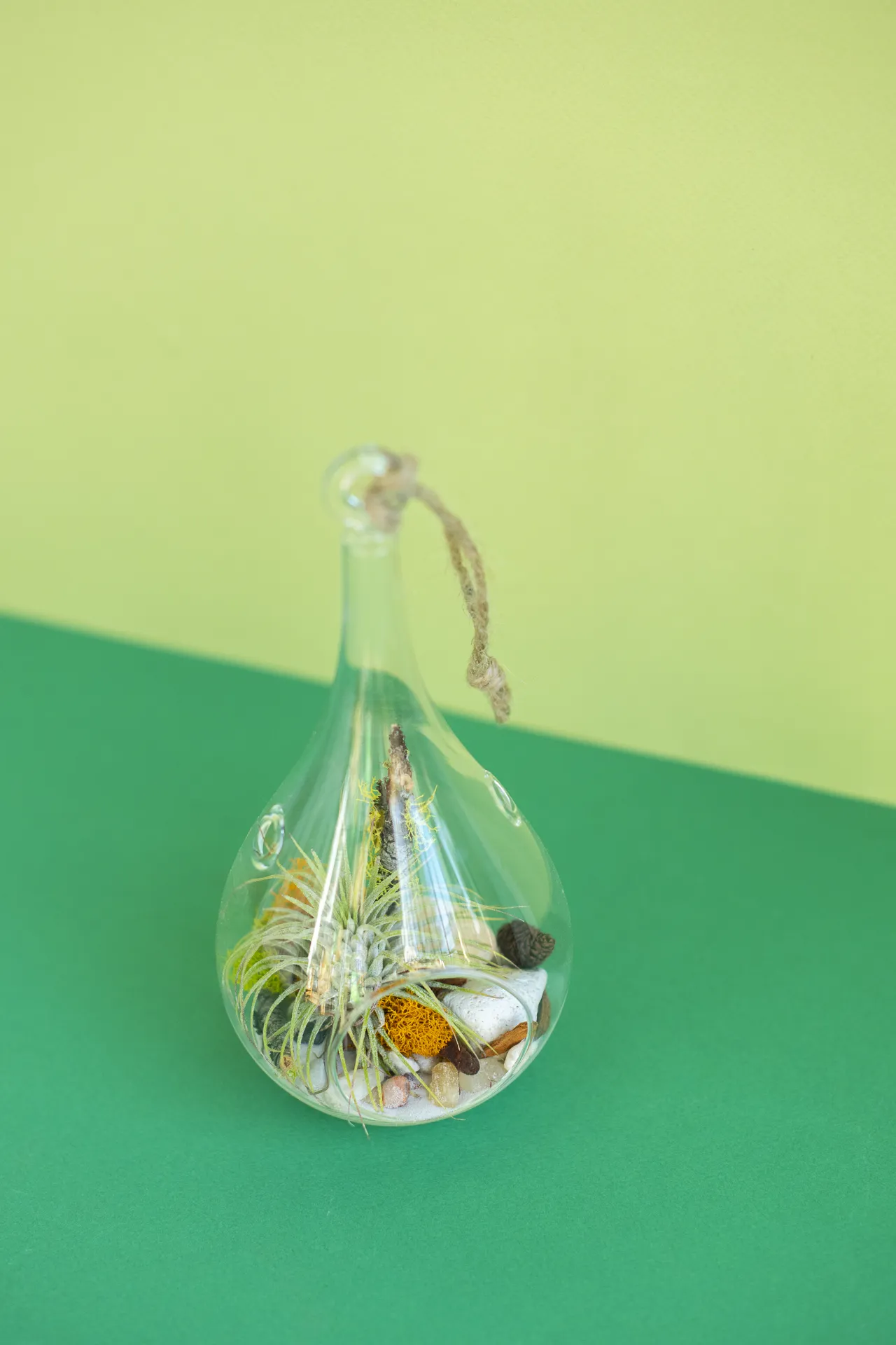 Hanging Teardrop Airplant Terrarium