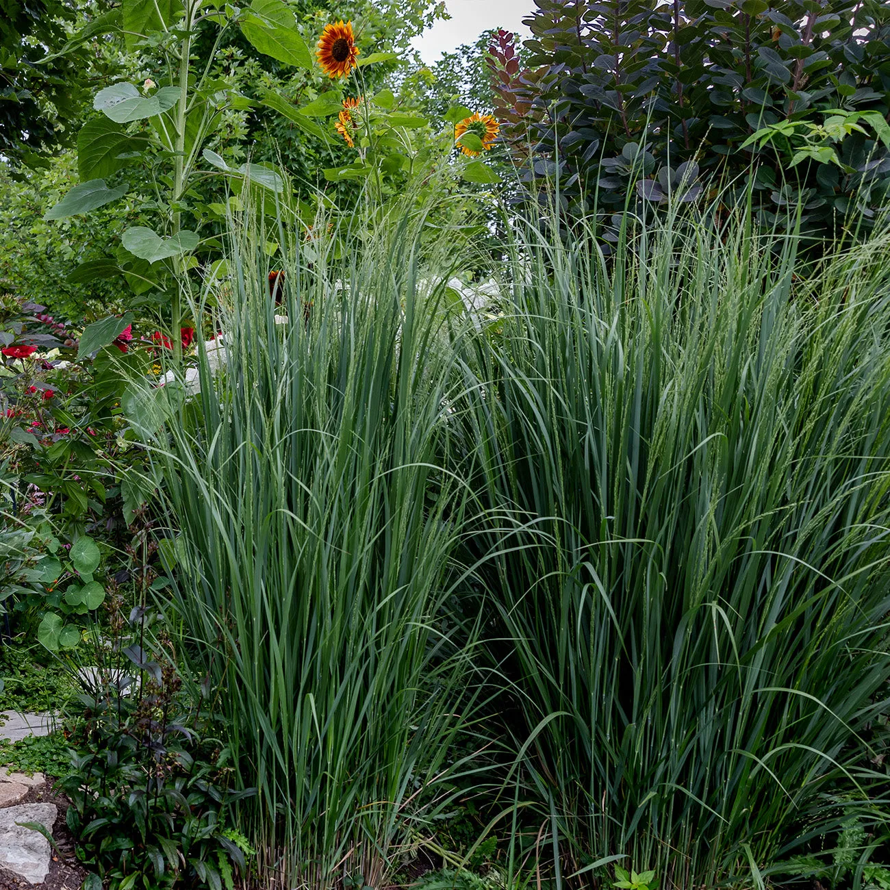 Northwind Switch Grass