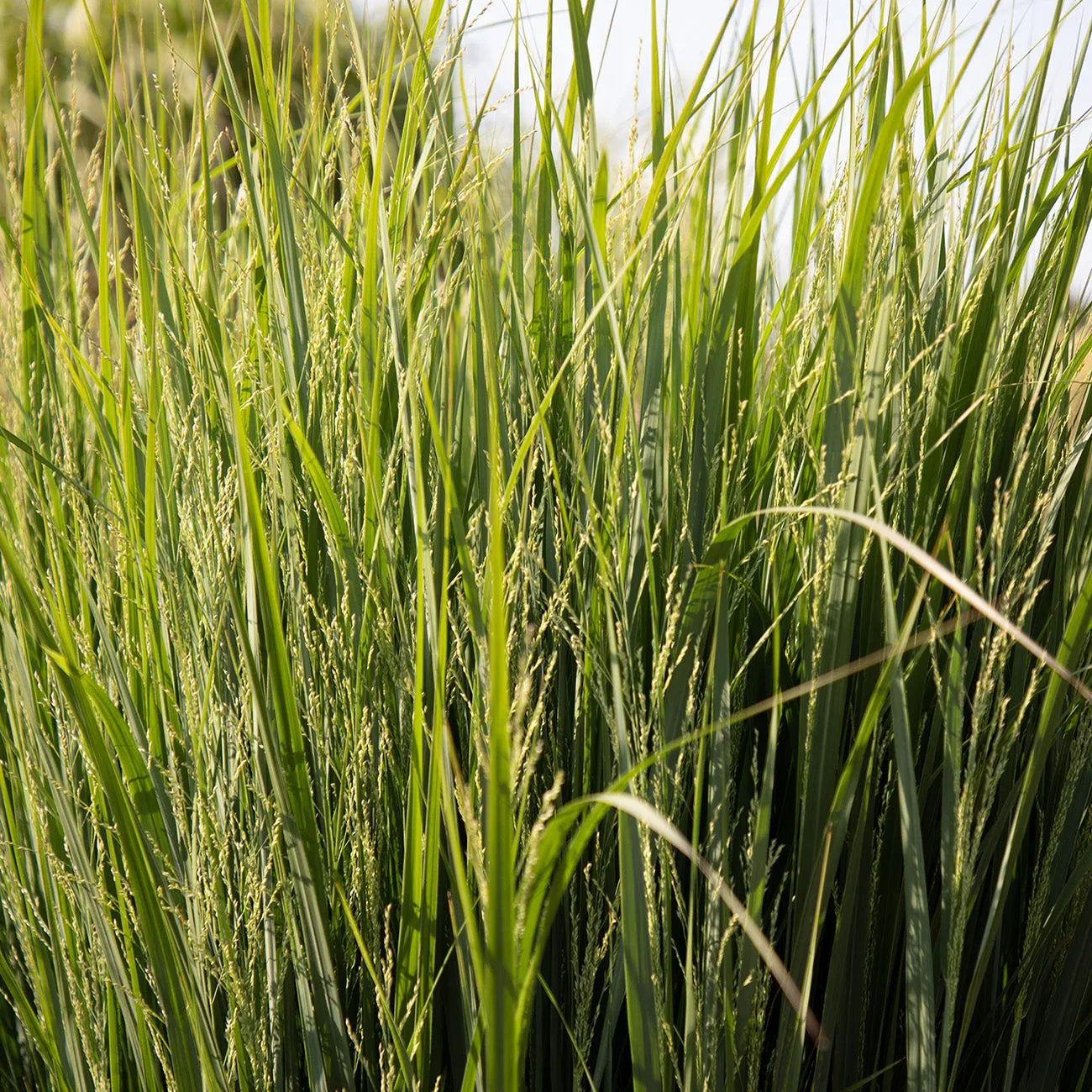 Northwind Switch Grass