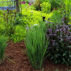 Northwind Switch Grass