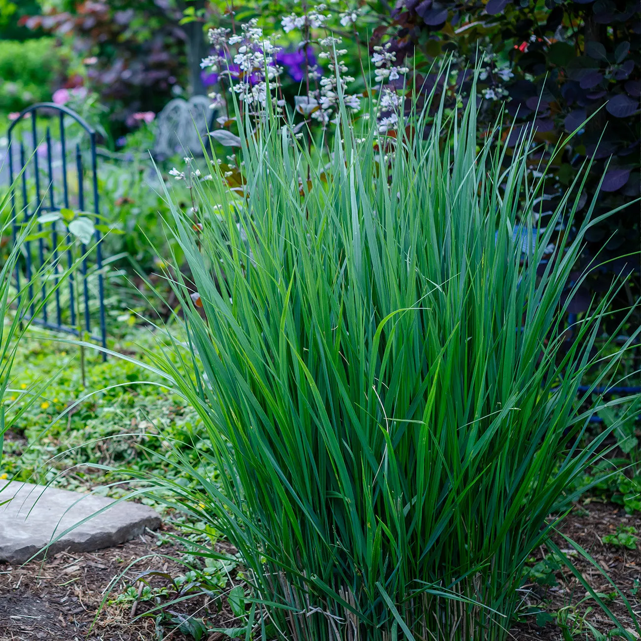 Northwind Switch Grass