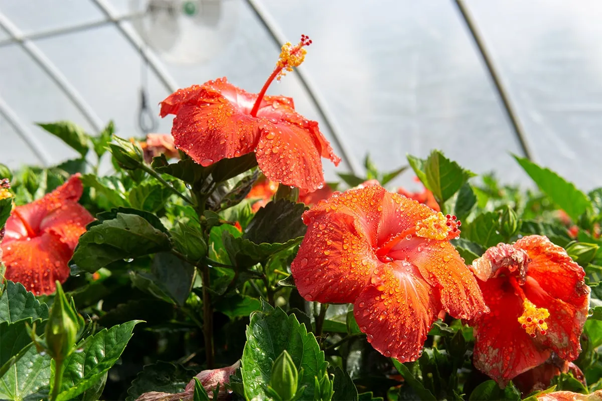 Red Hibiscus Bush