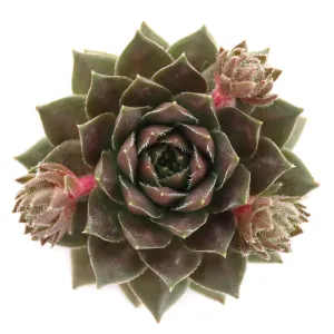 Sempervivum 'Hot Cocoa'