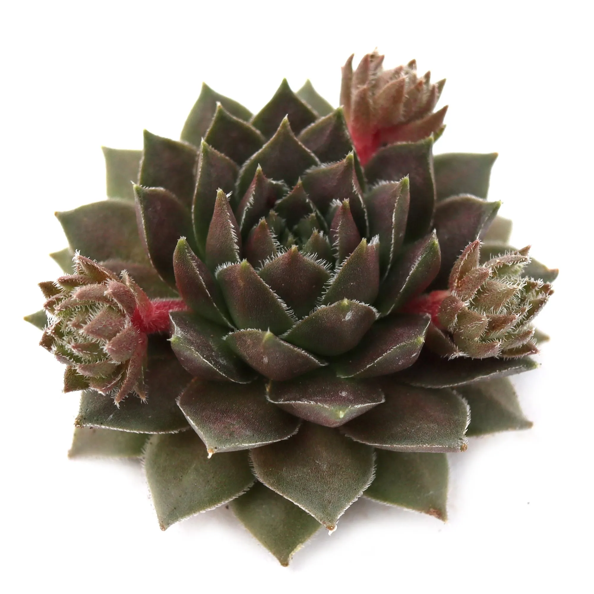 Sempervivum 'Hot Cocoa'