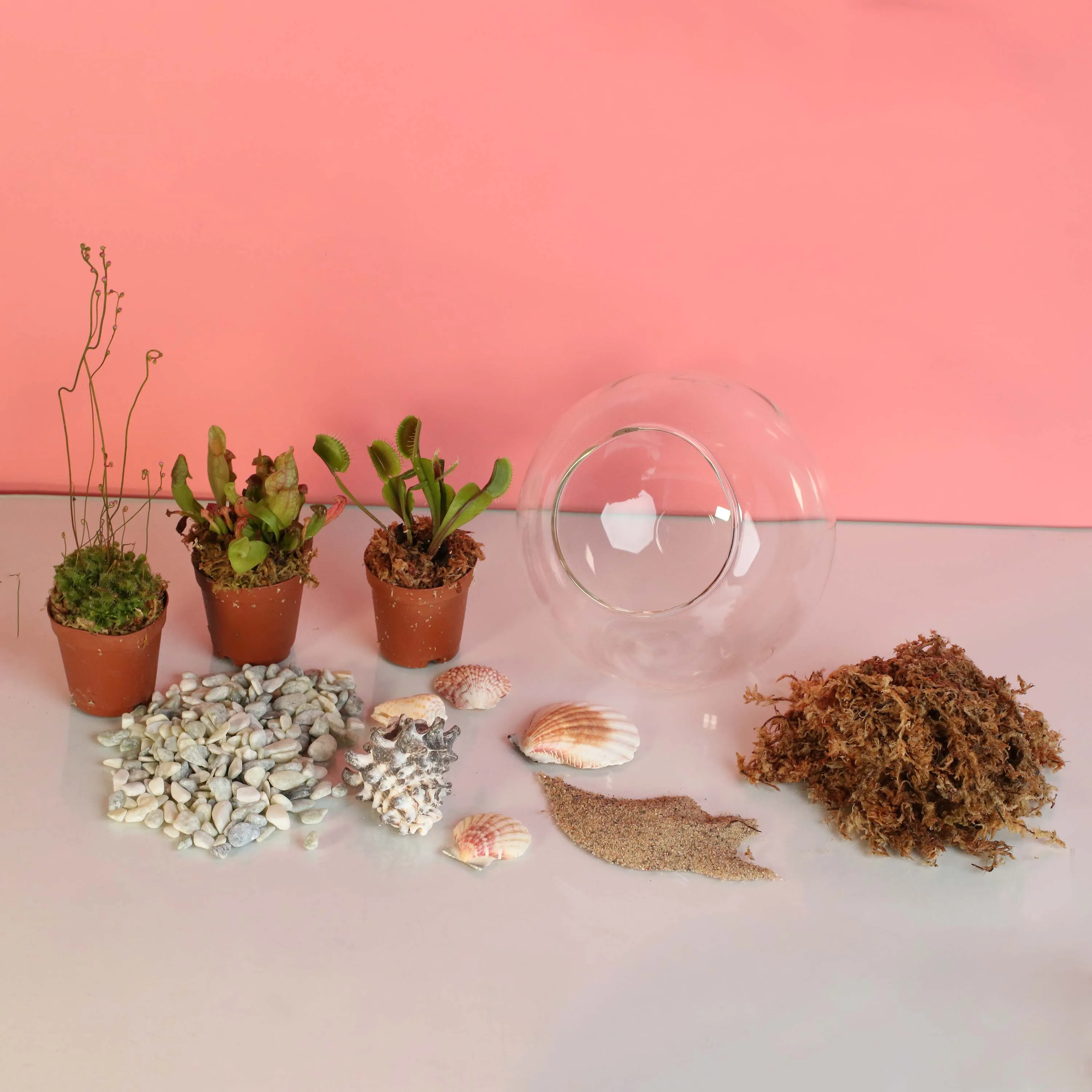 Terrarium Workshop - Thursday, January 23rd, 2025 at 6:00 pm