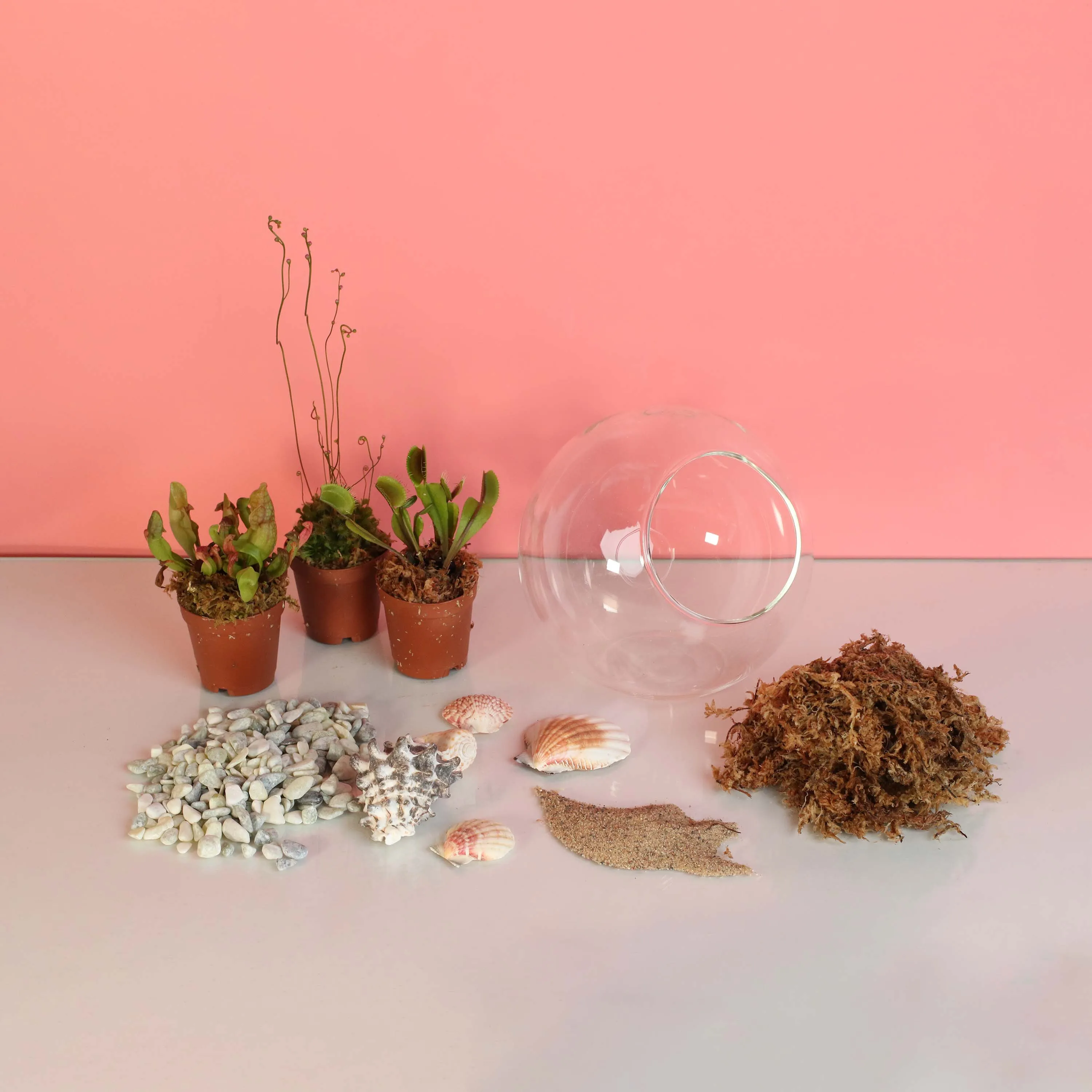 Terrarium Workshop - Thursday, January 23rd, 2025 at 6:00 pm