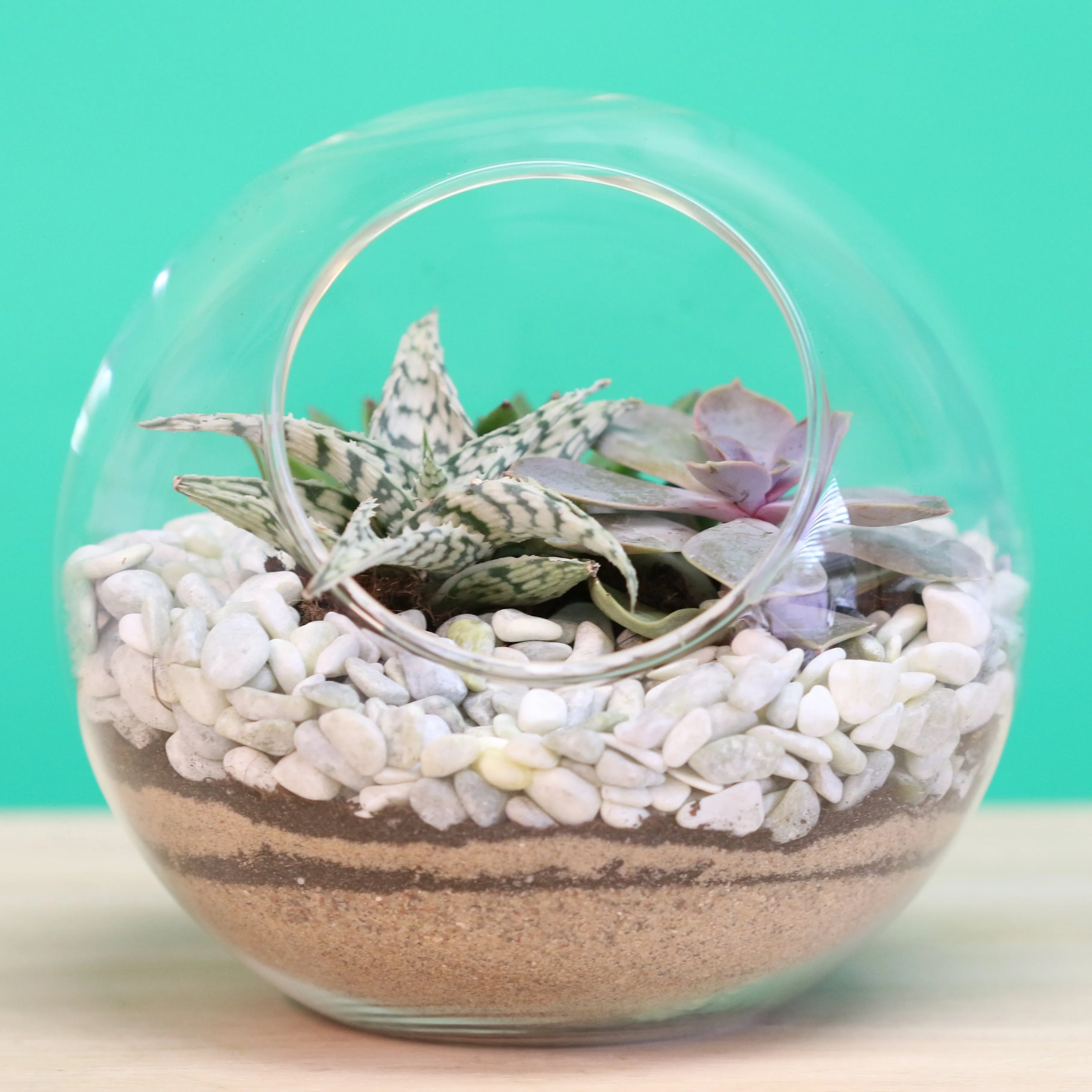Terrarium Workshop - Thursday, January 23rd, 2025 at 6:00 pm