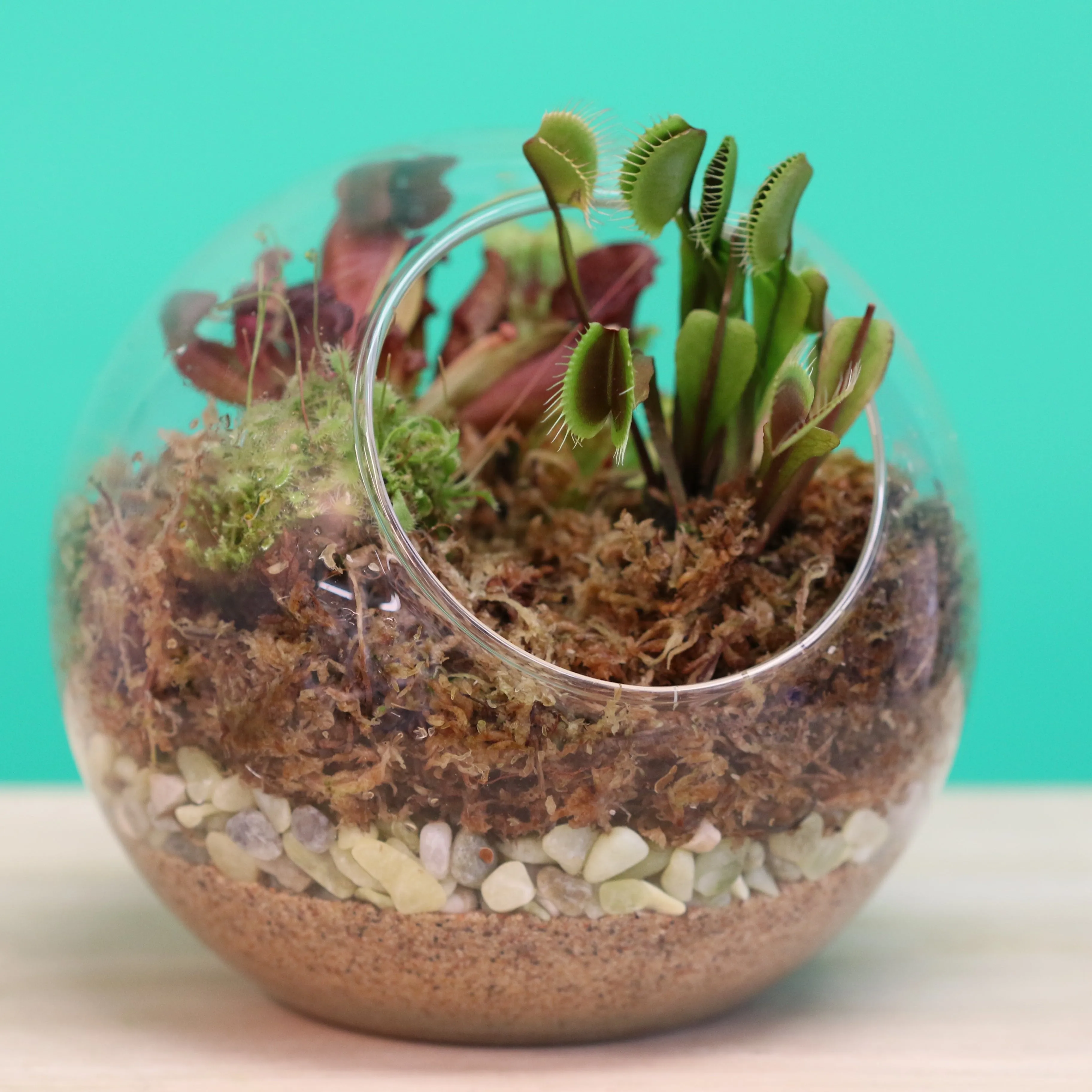 Terrarium Workshop - Thursday, January 23rd, 2025 at 6:00 pm
