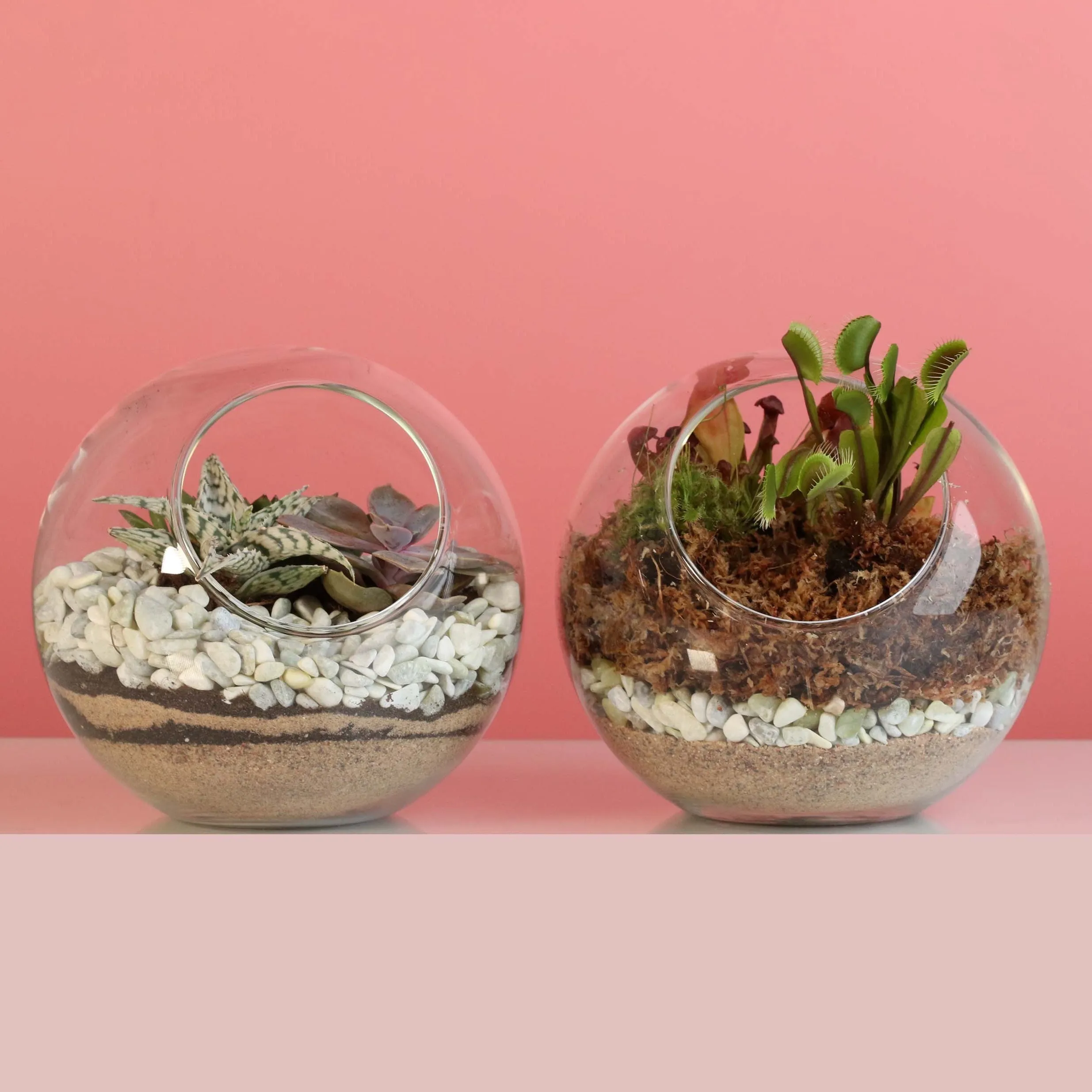 Terrarium Workshop - Thursday, January 23rd, 2025 at 6:00 pm