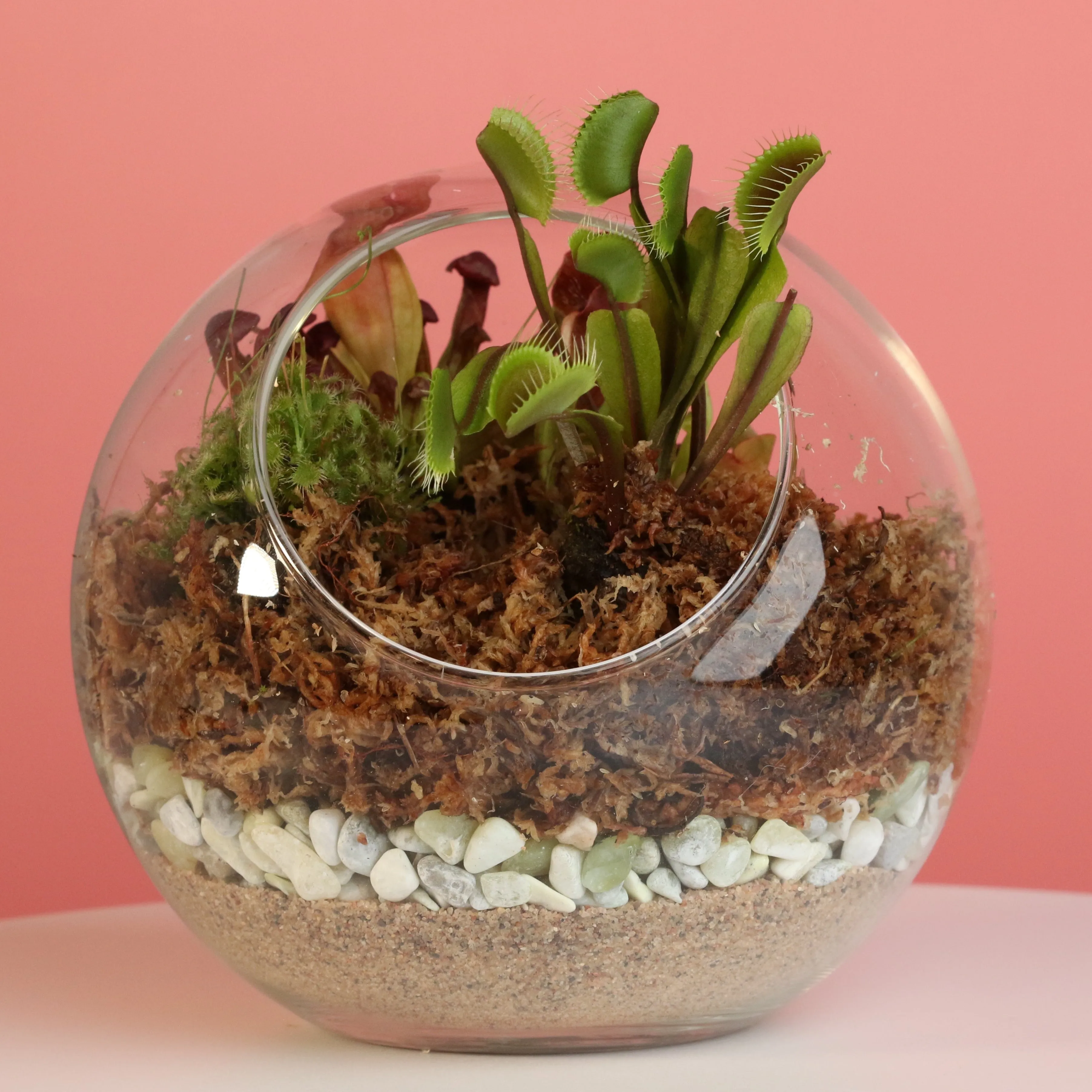 Terrarium Workshop - Thursday, January 23rd, 2025 at 6:00 pm