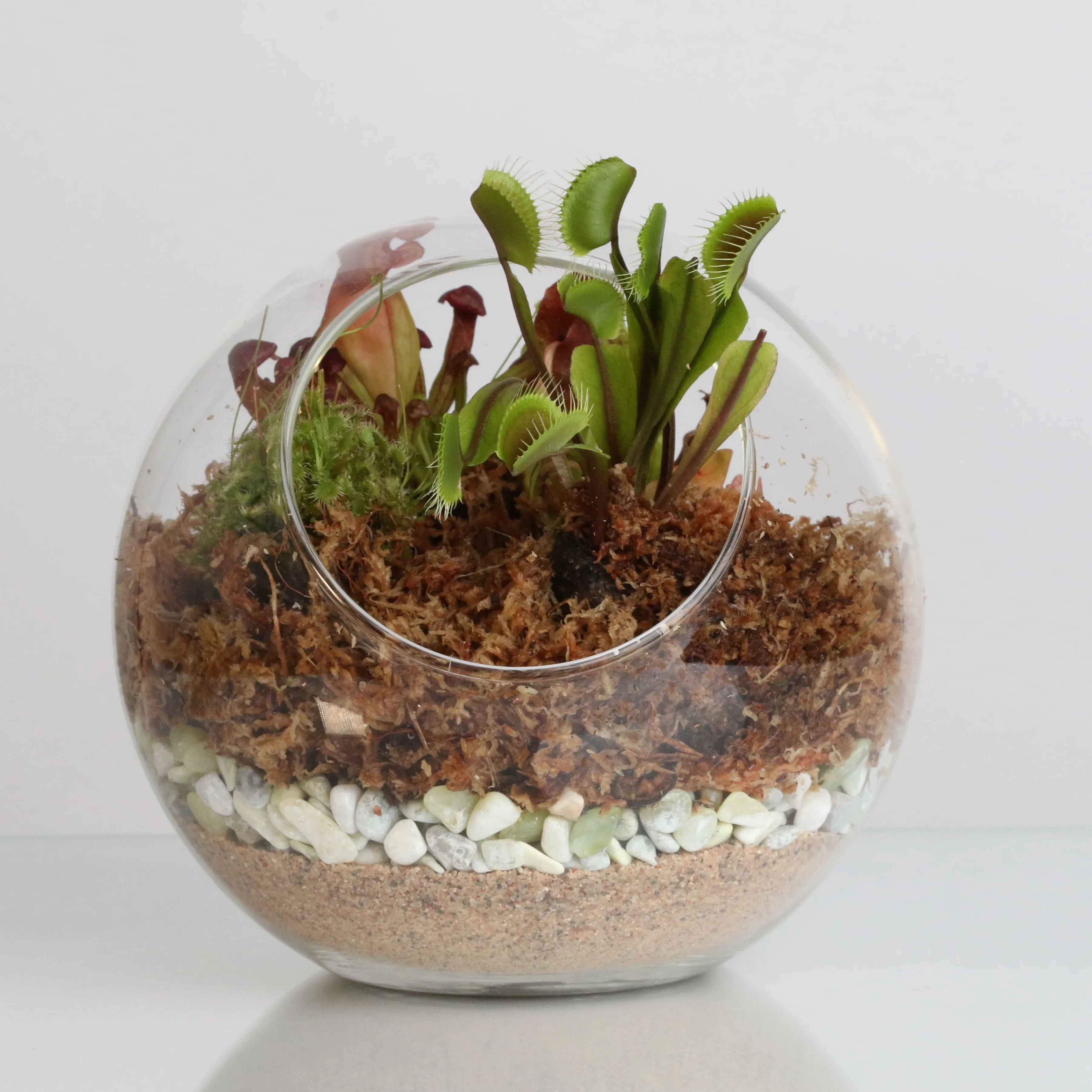 Terrarium Workshop - Thursday, January 23rd, 2025 at 6:00 pm