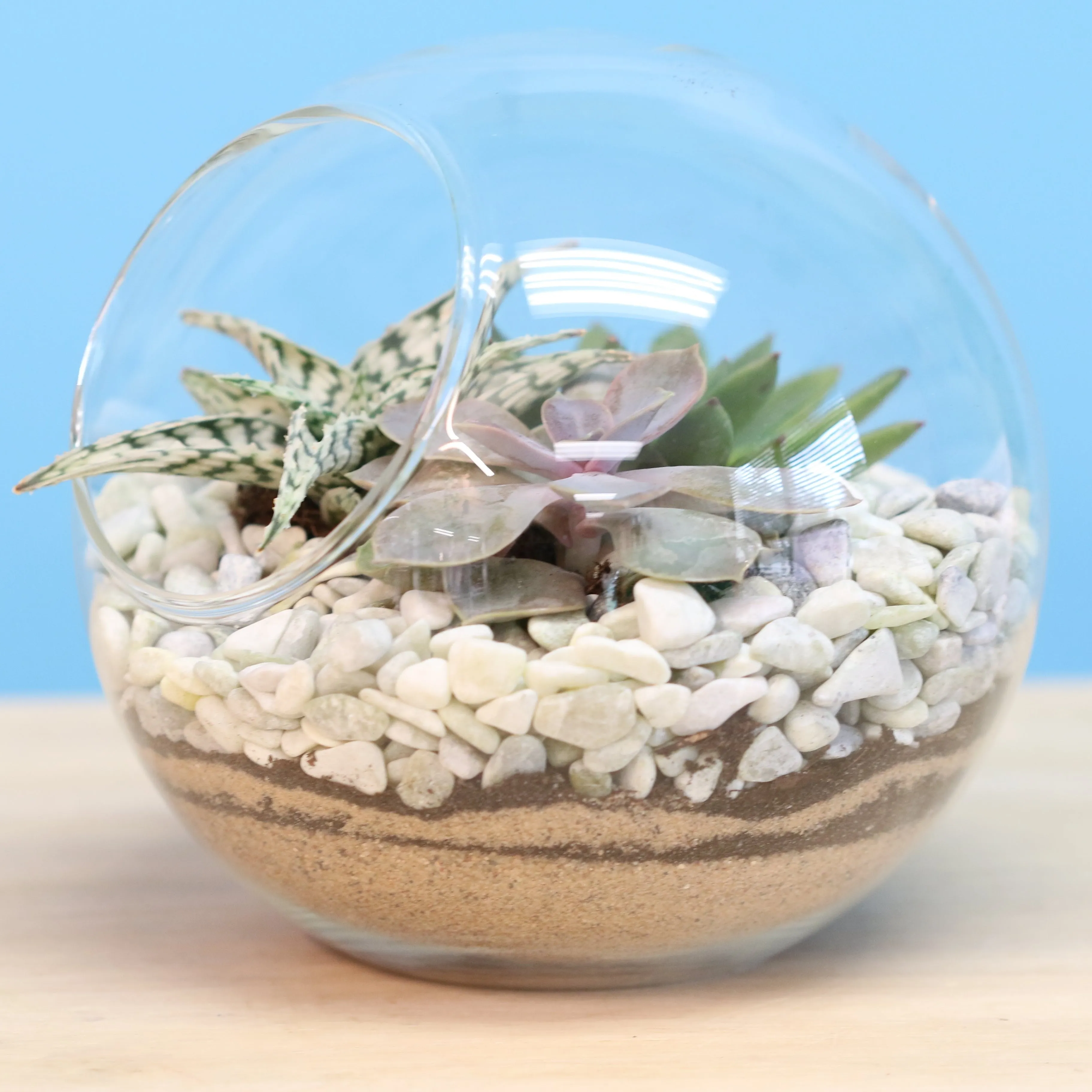 Terrarium Workshop - Thursday, January 23rd, 2025 at 6:00 pm