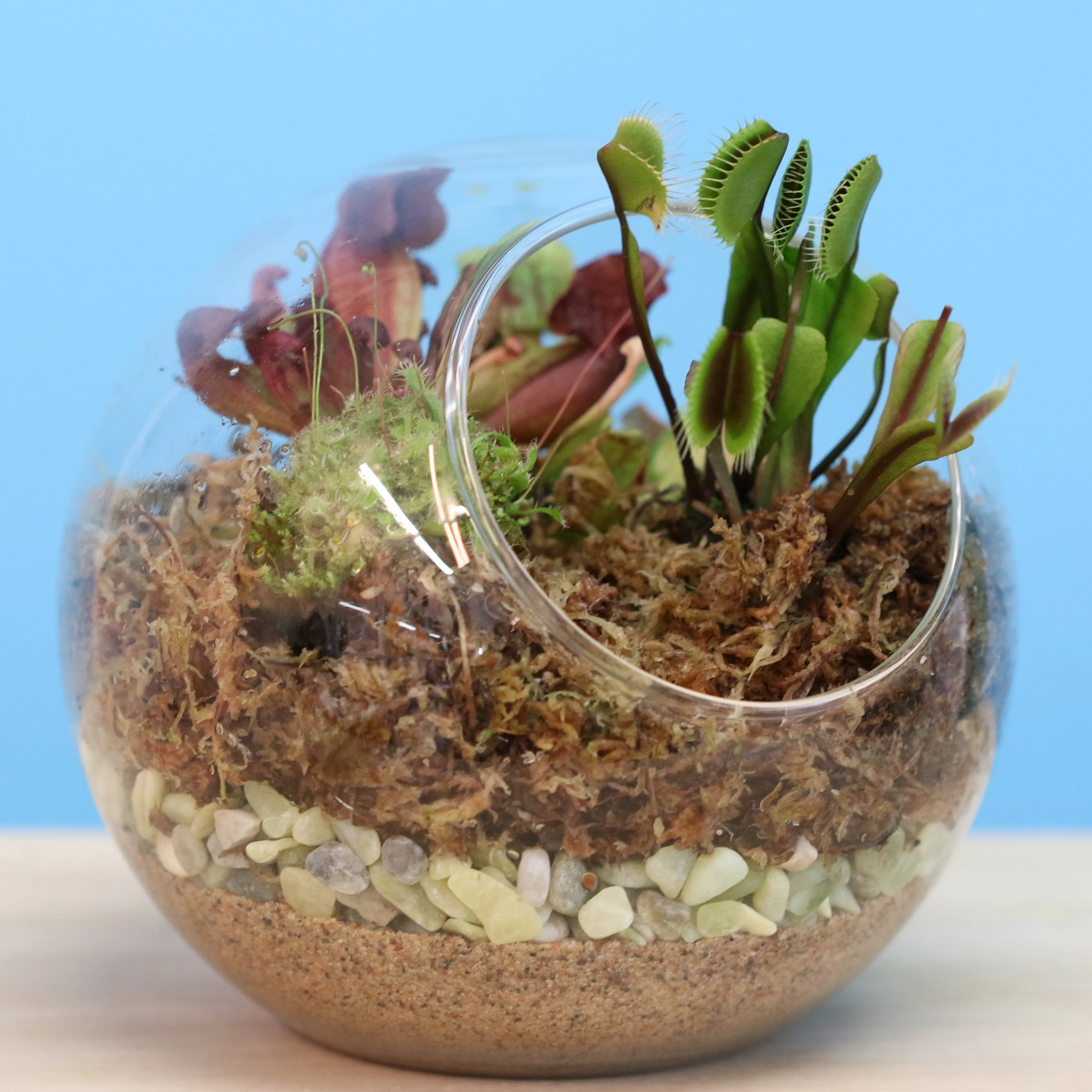 Terrarium Workshop - Thursday, January 23rd, 2025 at 6:00 pm