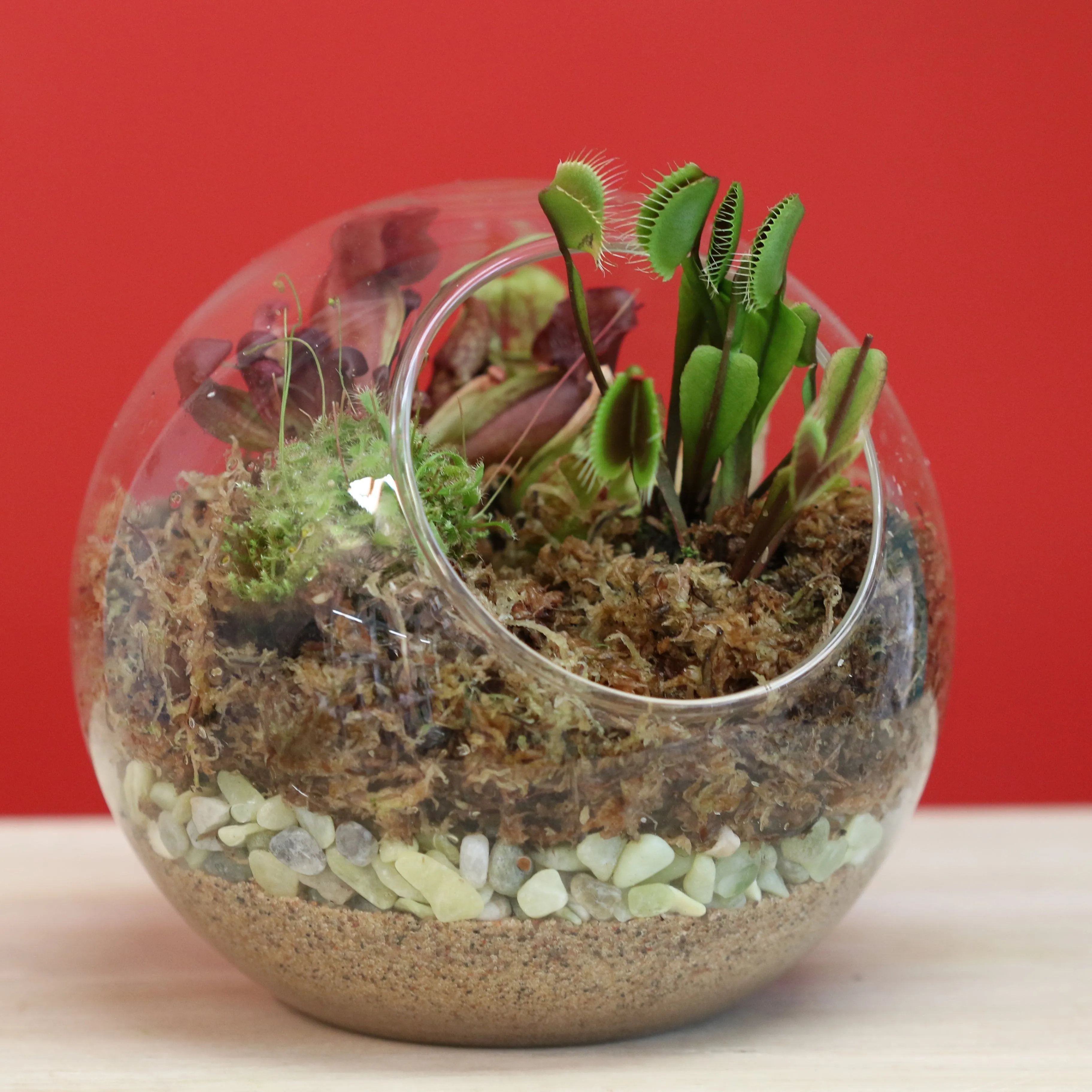 Terrarium Workshop - Thursday, January 23rd, 2025 at 6:00 pm